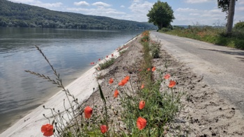 Poppies